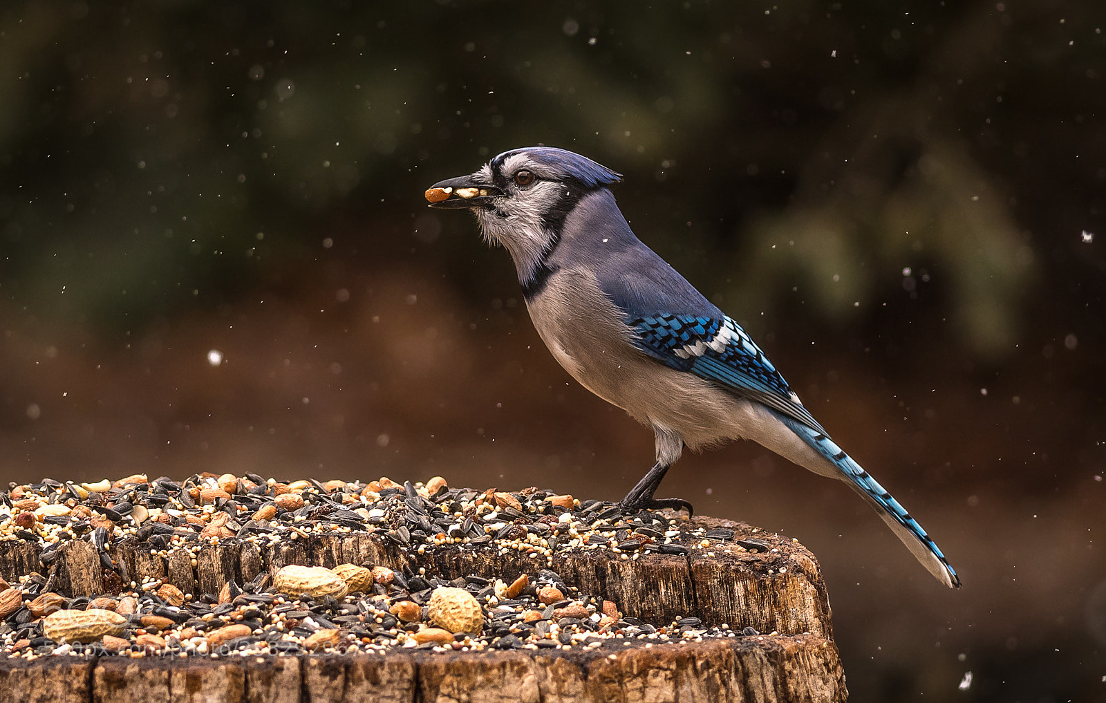 Nikon D500 sample photo. Blue jay with peanuts photography