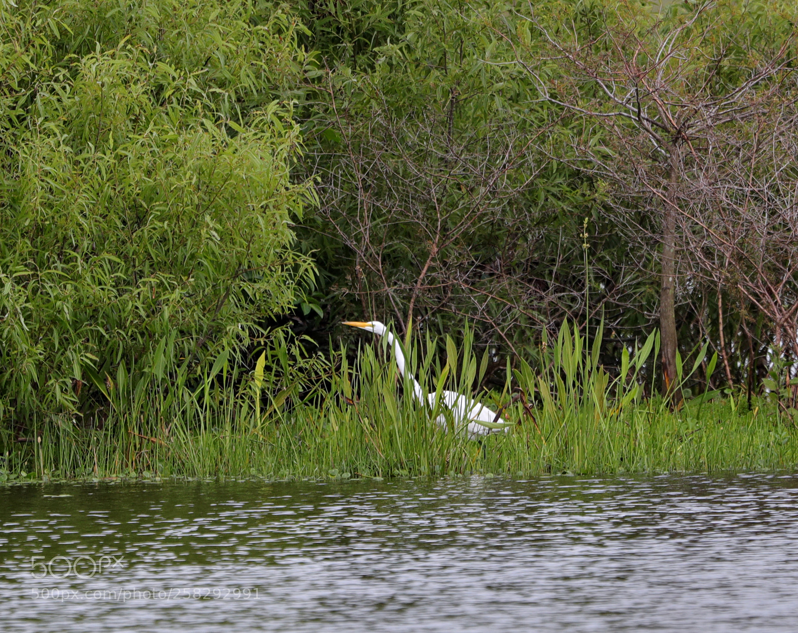 Canon EOS-1D X Mark II sample photo. 05-17-18-0018414.jpg photography