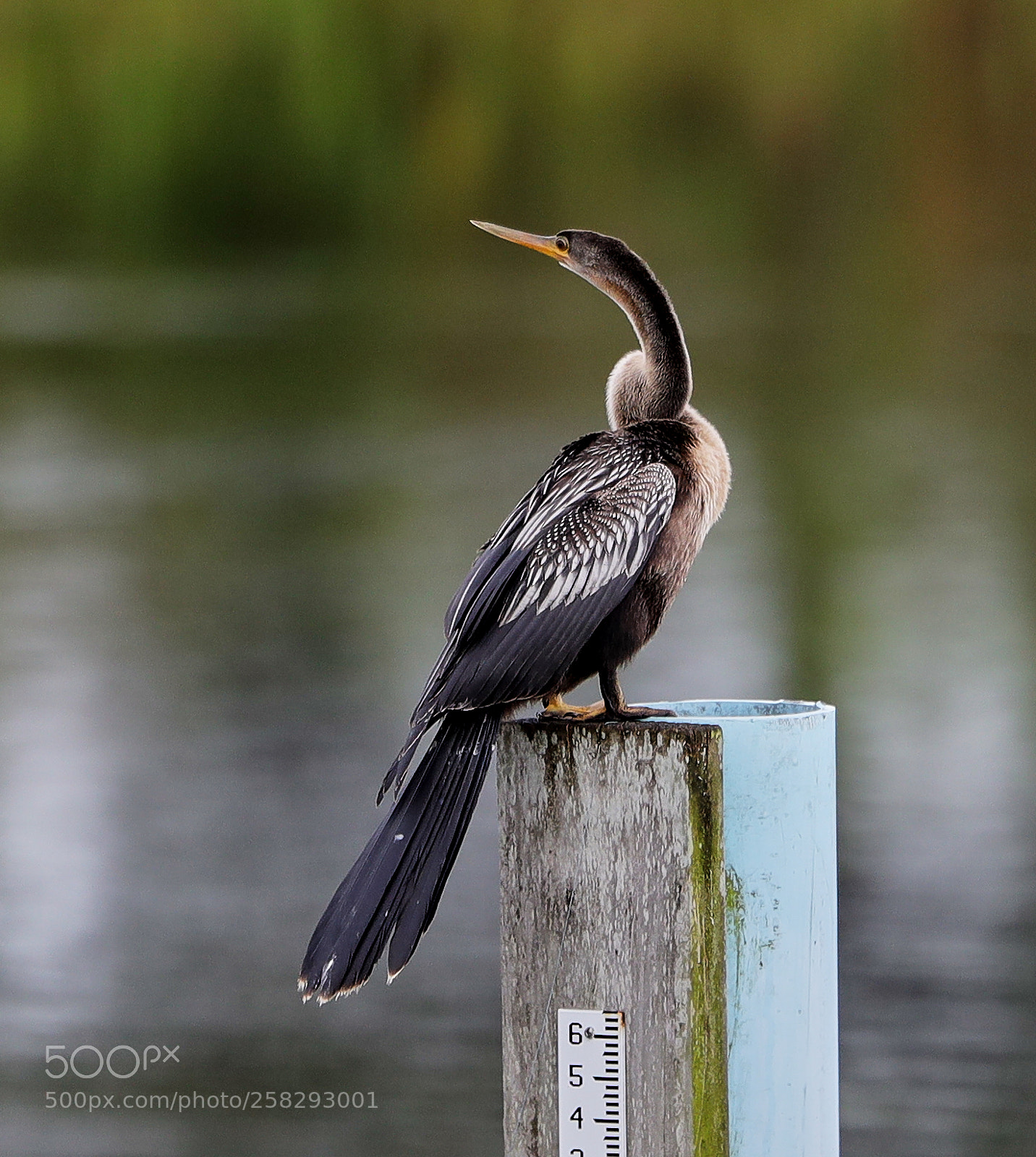 Canon EOS-1D X Mark II sample photo. 05-17-18-0018410.jpg photography