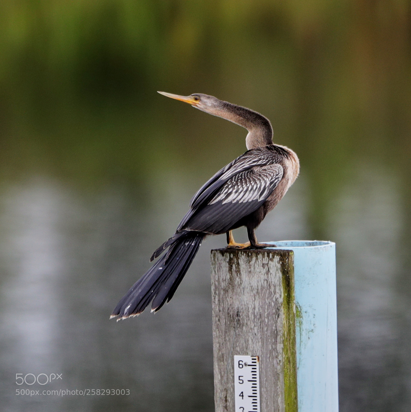 Canon EOS-1D X Mark II sample photo. 05-17-18-0018411.jpg photography