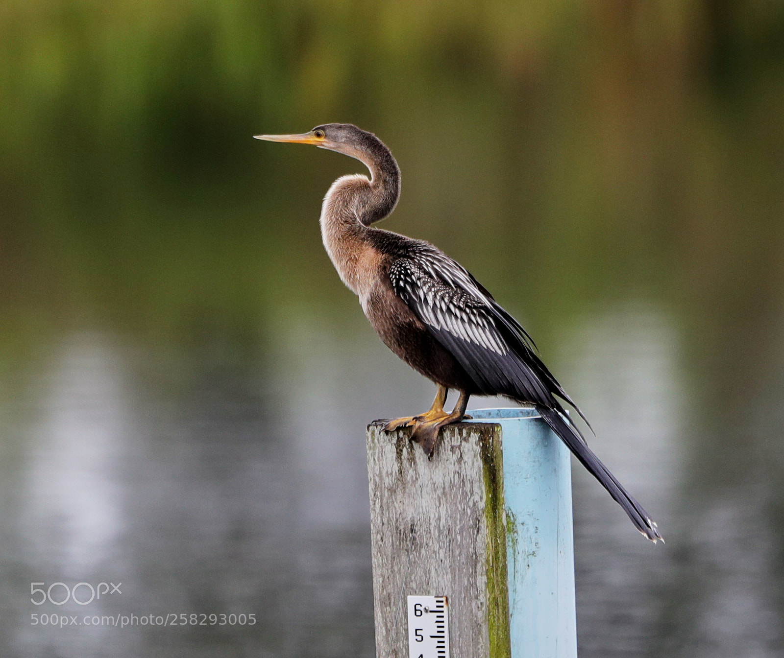 Canon EOS-1D X Mark II sample photo. 05-17-18-0018409.jpg photography