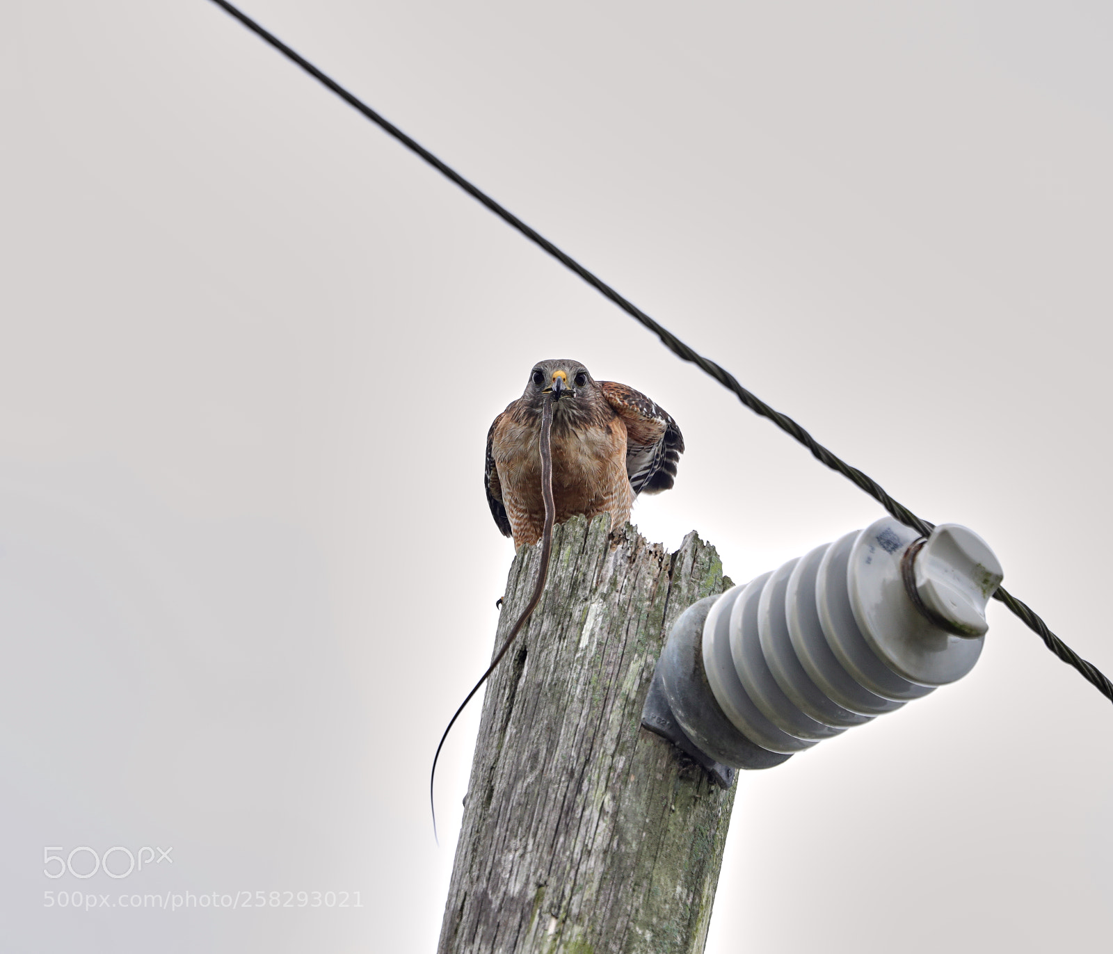 Canon EOS-1D X Mark II sample photo. 05-17-18-0018406.jpg photography