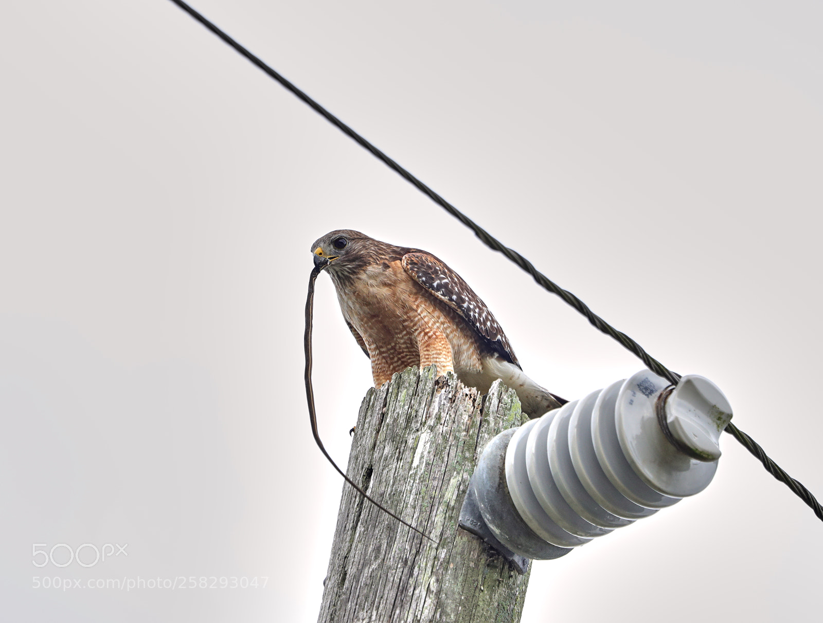 Canon EOS-1D X Mark II sample photo. 05-17-18-0018405.jpg photography