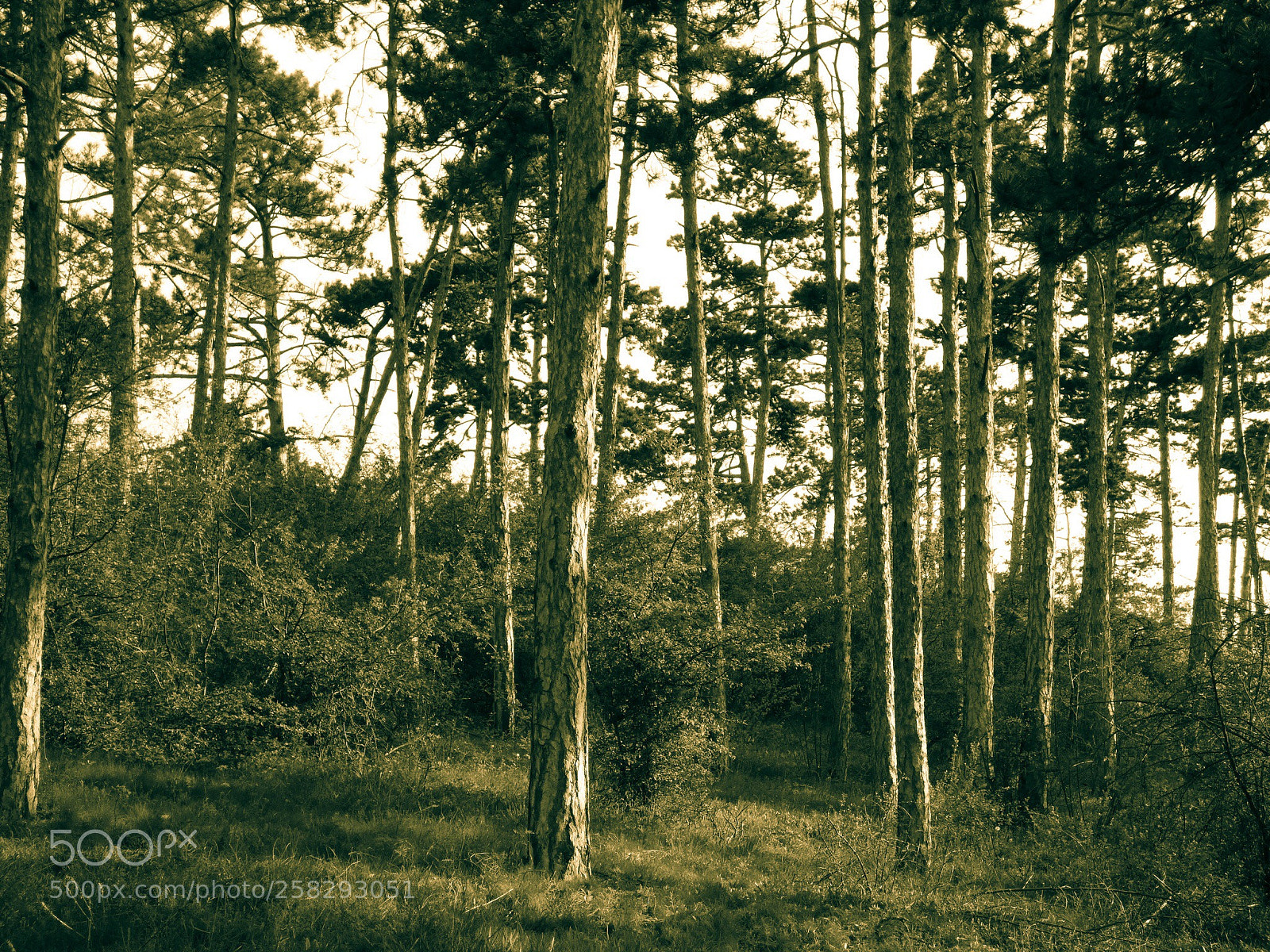 Panasonic Lumix DMC-FZ70 sample photo. Nostalgia photography