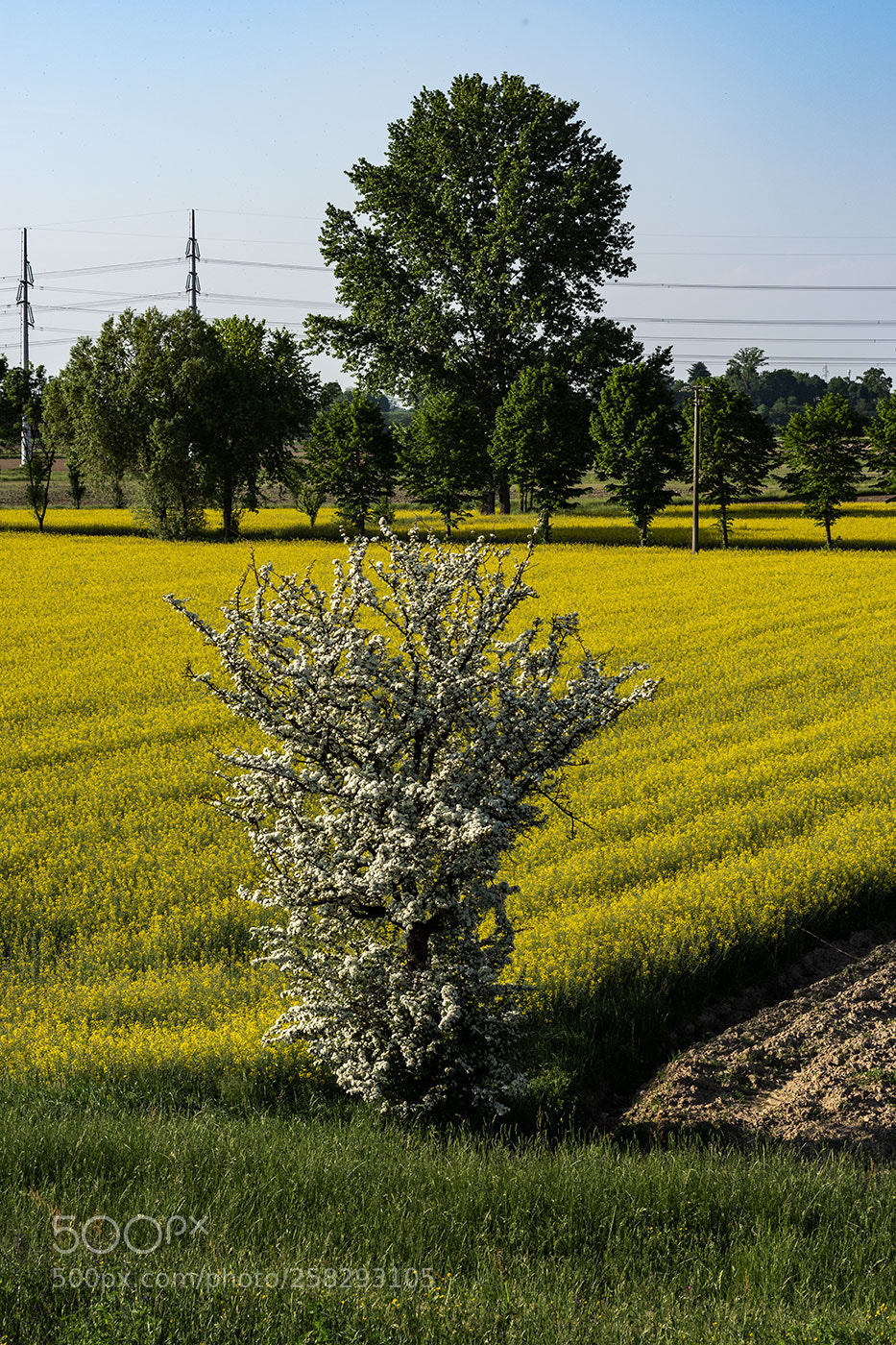Nikon D7200 sample photo. Campagna albero photography