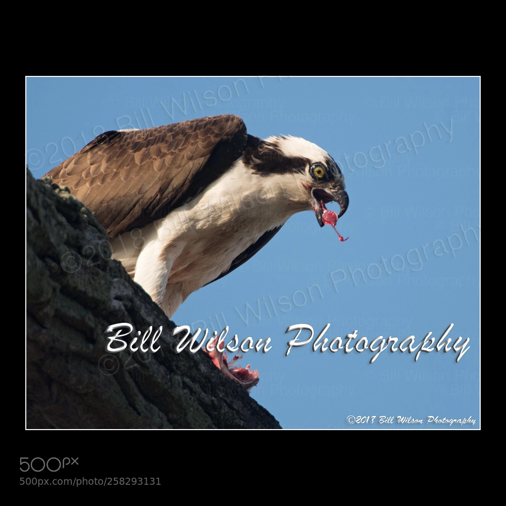 Nikon D500 sample photo. Osprey photography