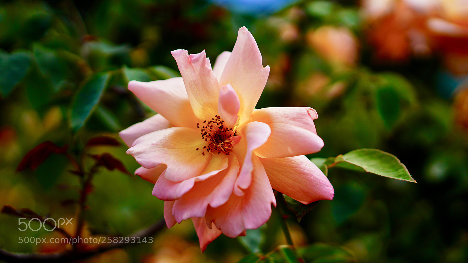 Sony a6000 sample photo. Blooming flower at the photography