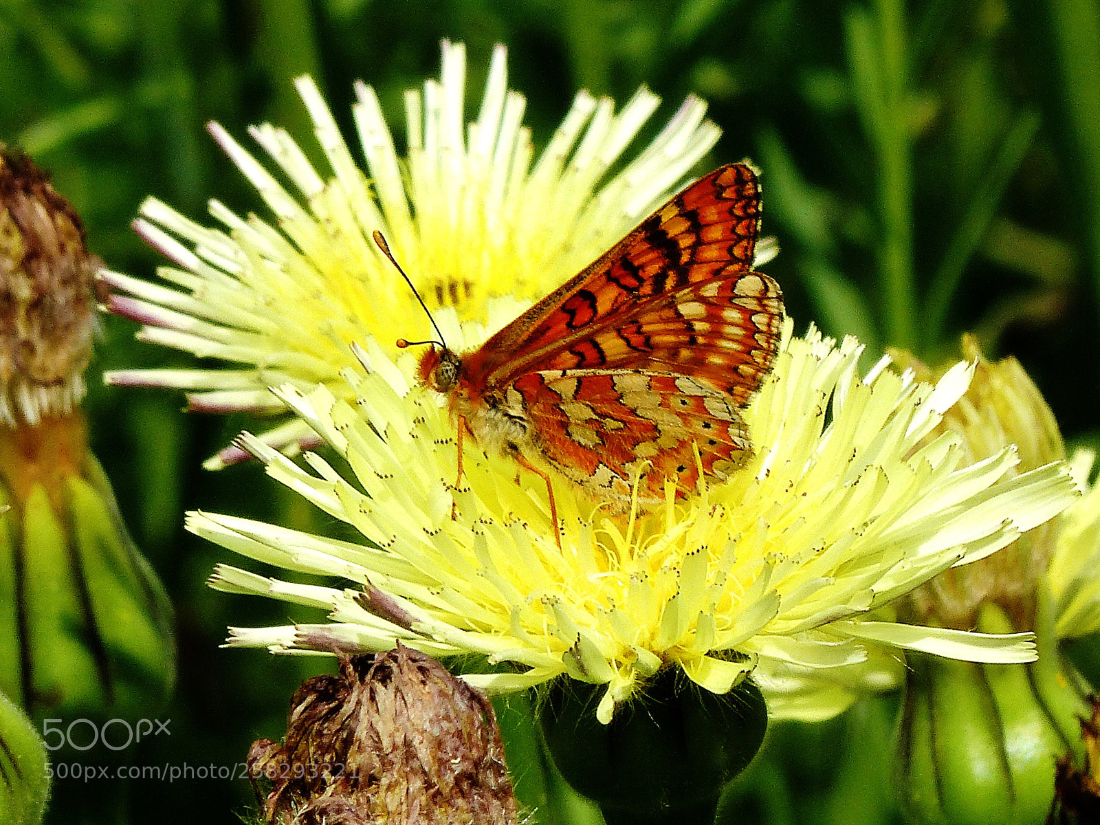 Panasonic Lumix DMC-FZ200 sample photo. Brocat variable photography