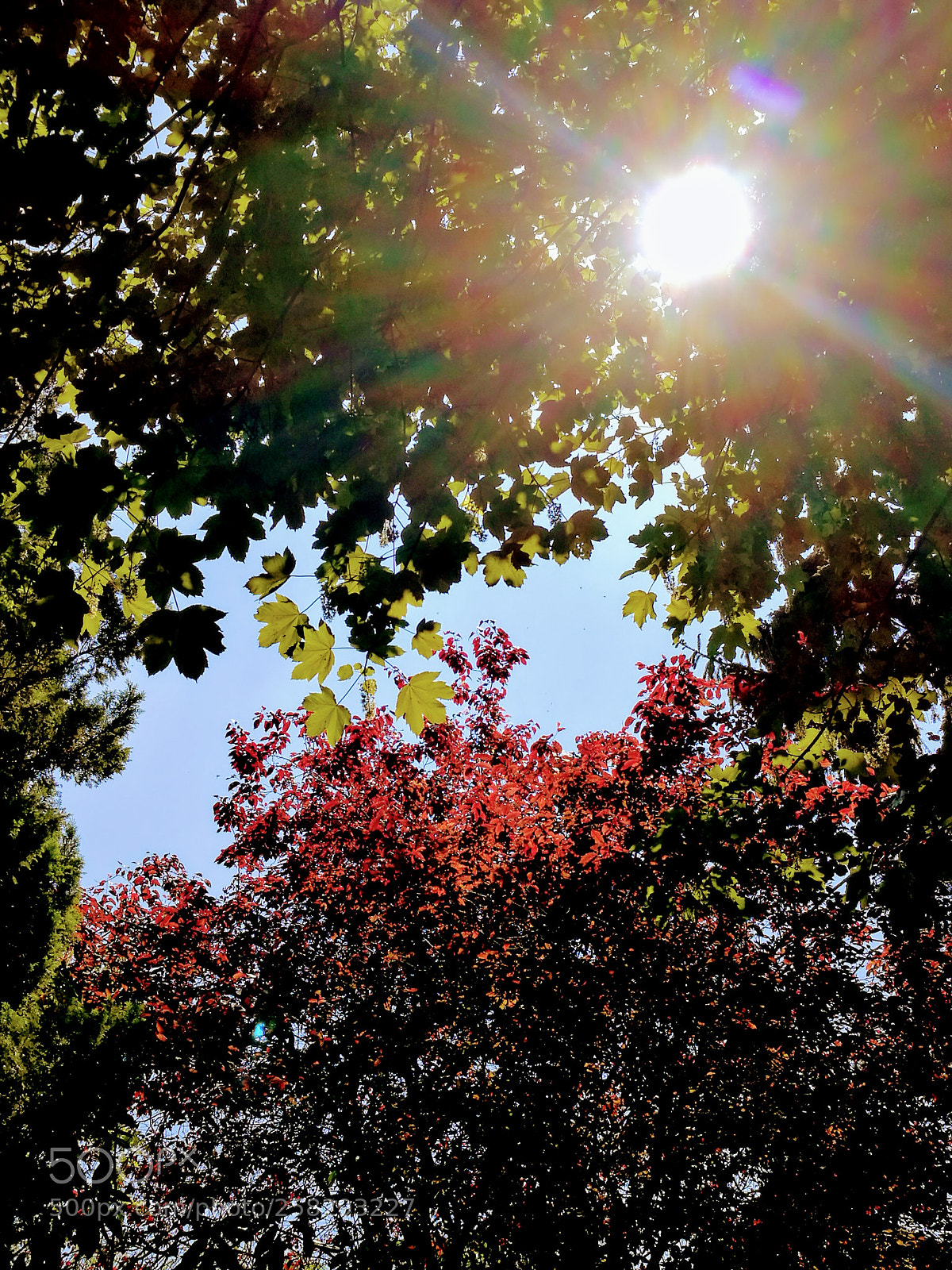 HUAWEI P9 sample photo. Red and green ii photography