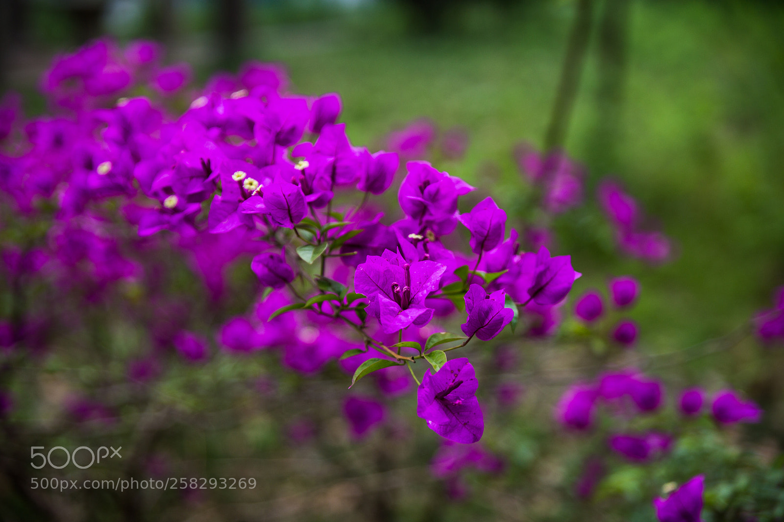 Canon EOS 6D sample photo. Untitled photography