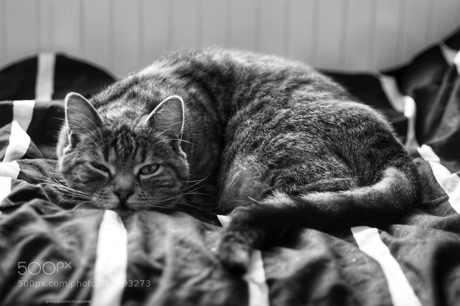 Nikon D5600 sample photo. Untitled photography