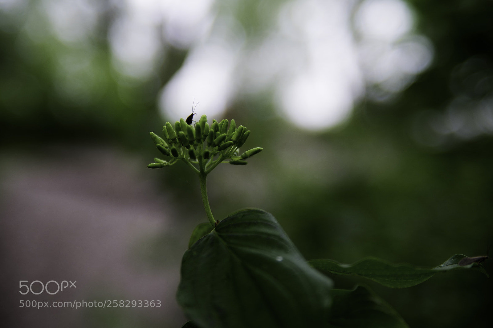 Fujifilm X-T1 sample photo. Viewpoint - point of photography