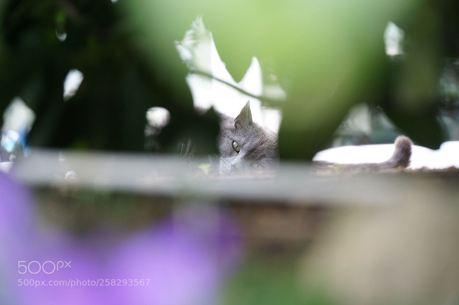 Sony a6000 sample photo. Cat behind a bush  photography
