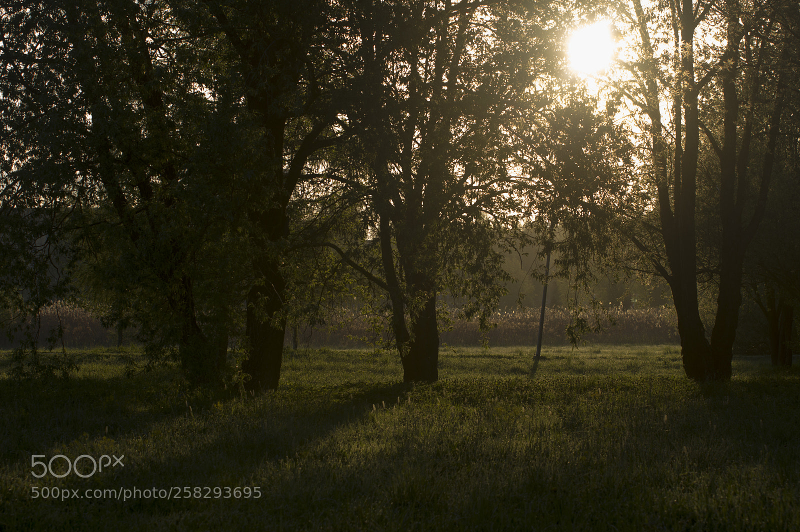 Pentax K-3 II sample photo. Morning photography