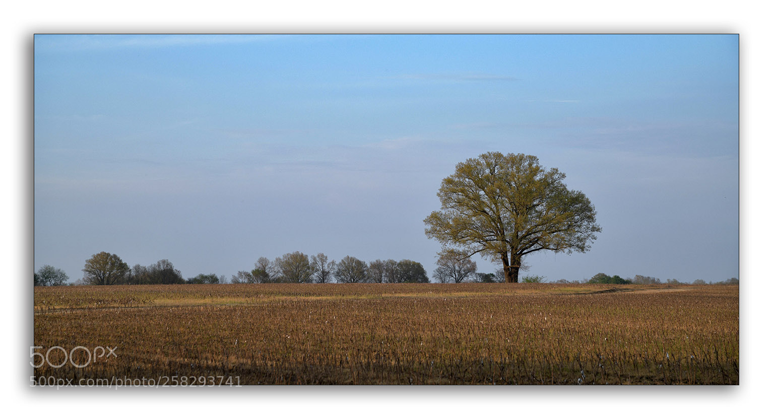 Nikon D850 sample photo. Lone tree photography
