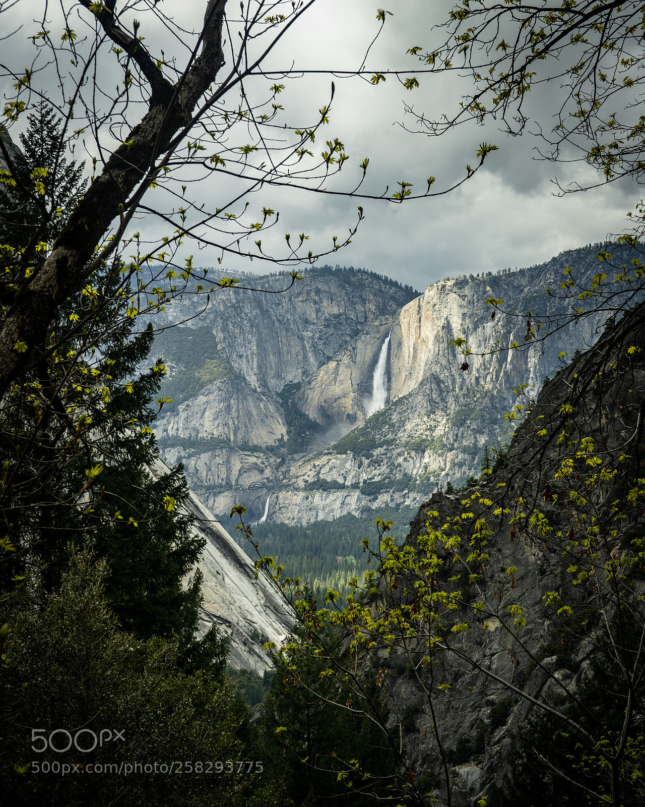 Sony a7 III sample photo. Through the trees, upper photography