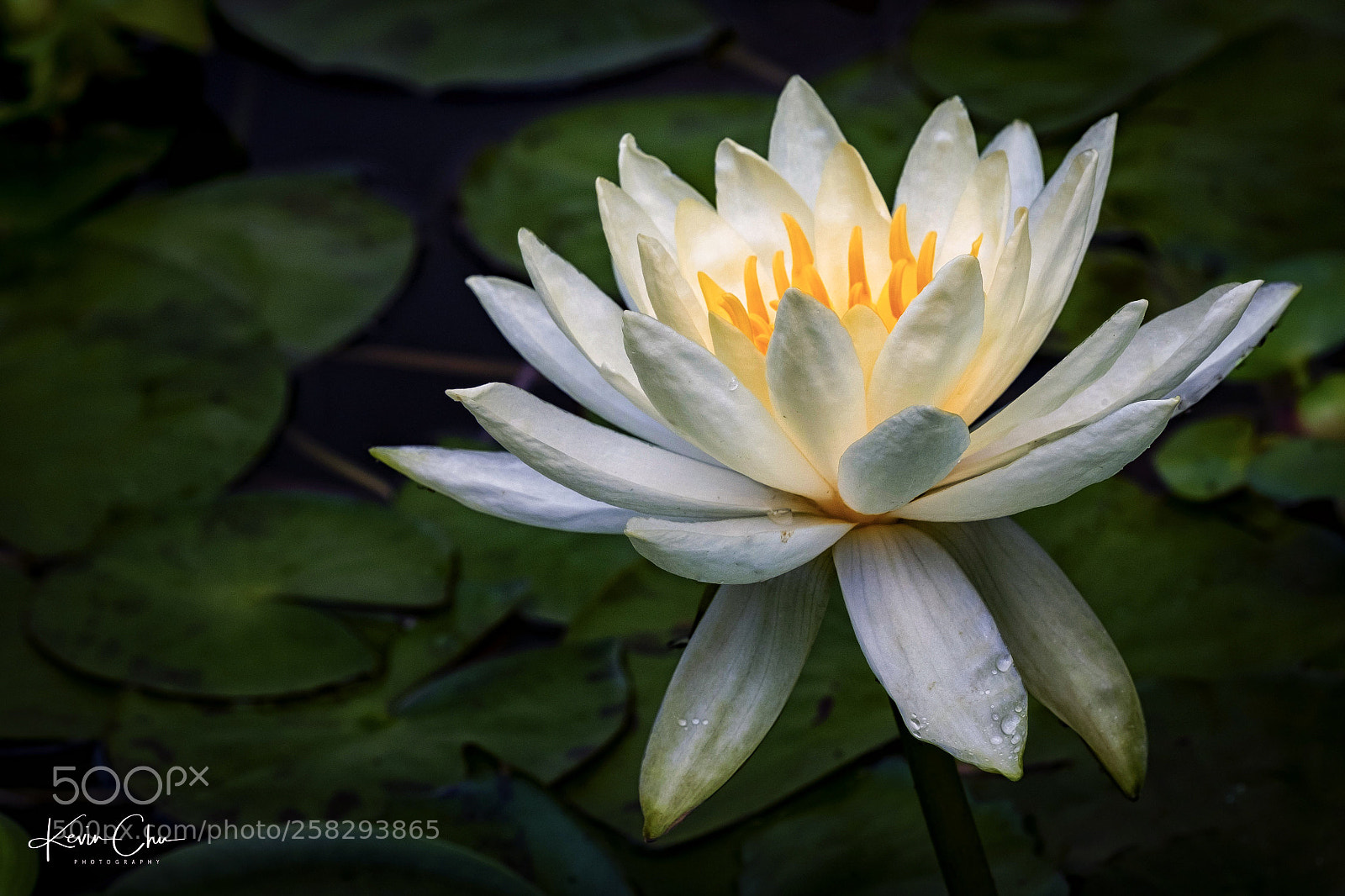 Fujifilm X-H1 sample photo. Water lily in the photography
