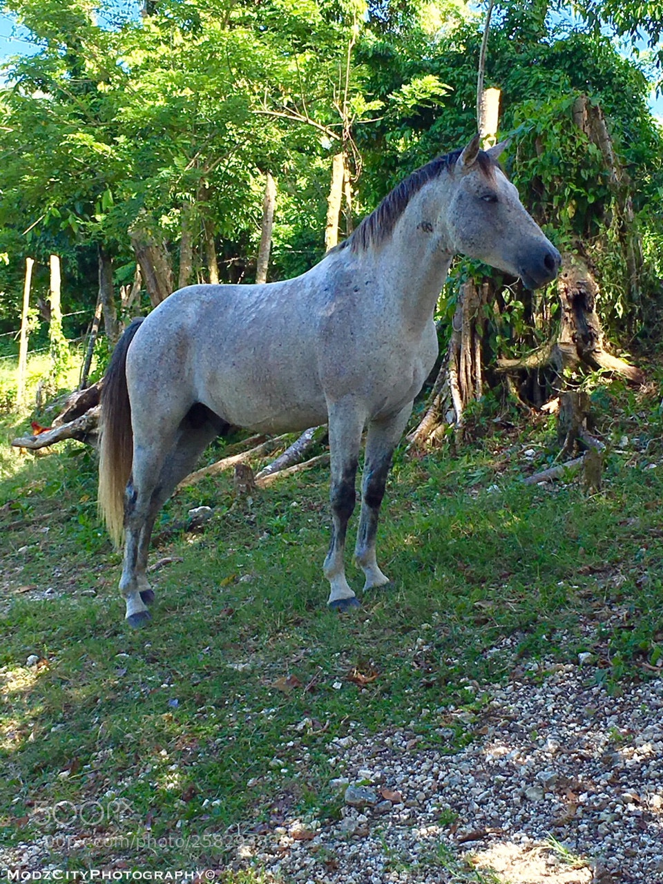 Apple iPhone 6s sample photo. Image photography