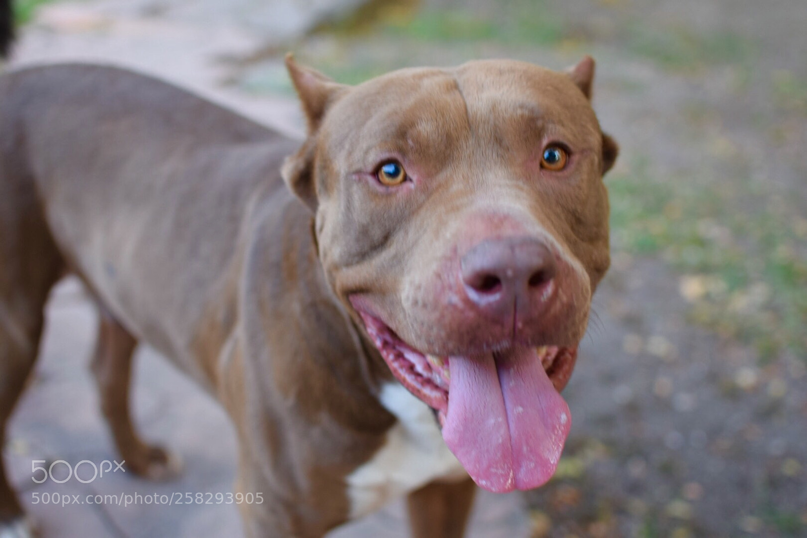 Nikon D3300 sample photo. Man's bestfriend photography