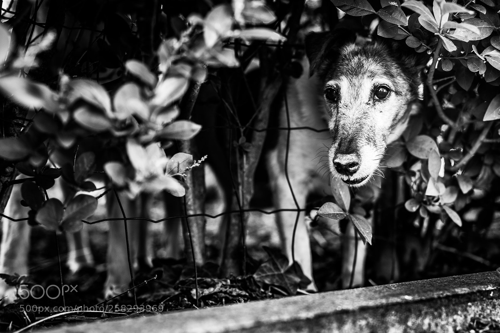 Sony a7 sample photo. Hey dog! photography