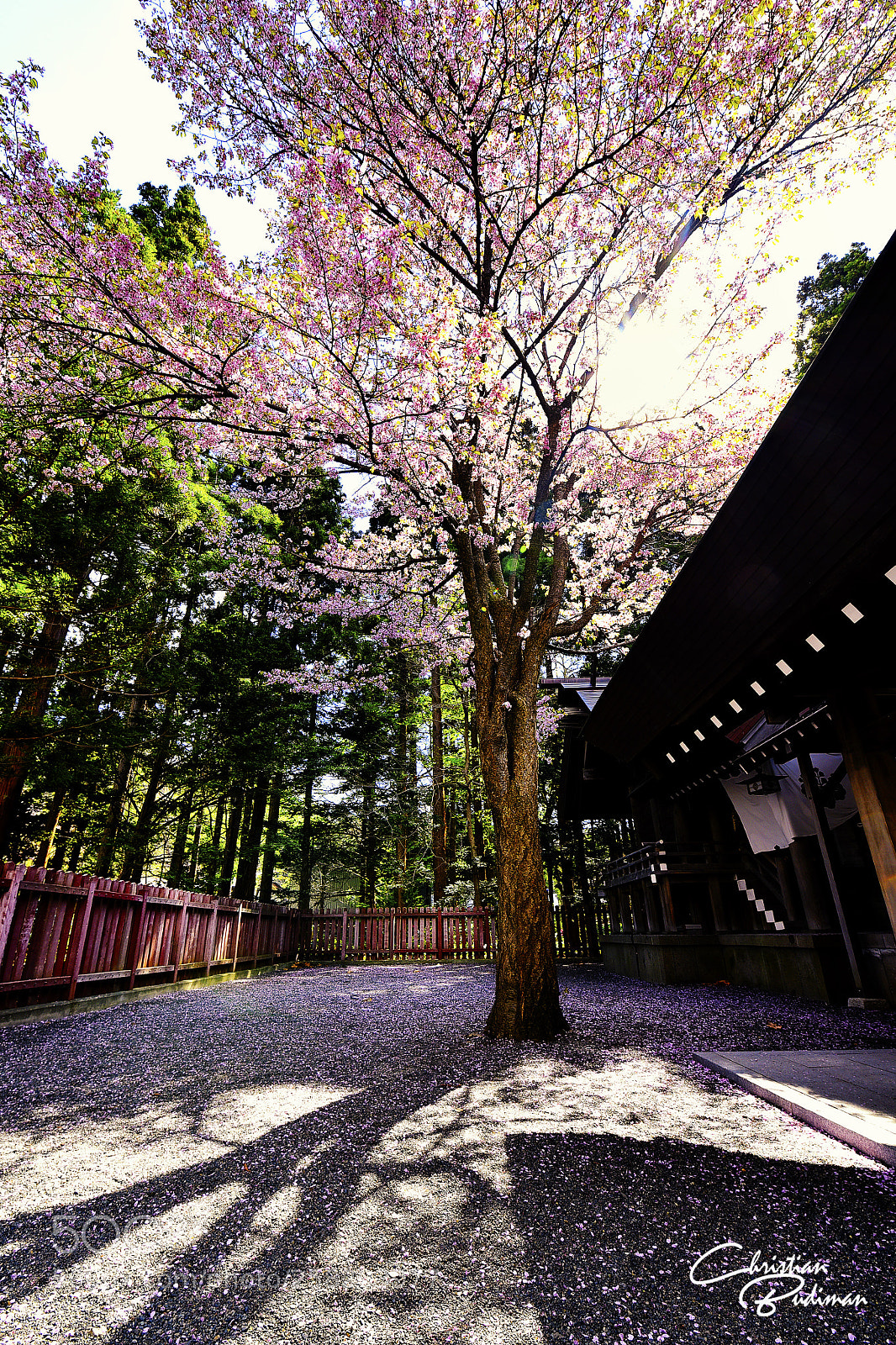 Nikon D750 sample photo. Sakura bloom photography