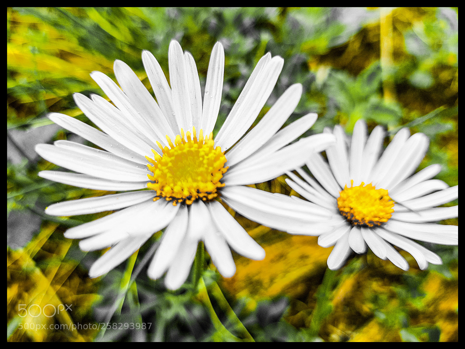 Samsung Galaxy S8 sample photo. Flowers photography