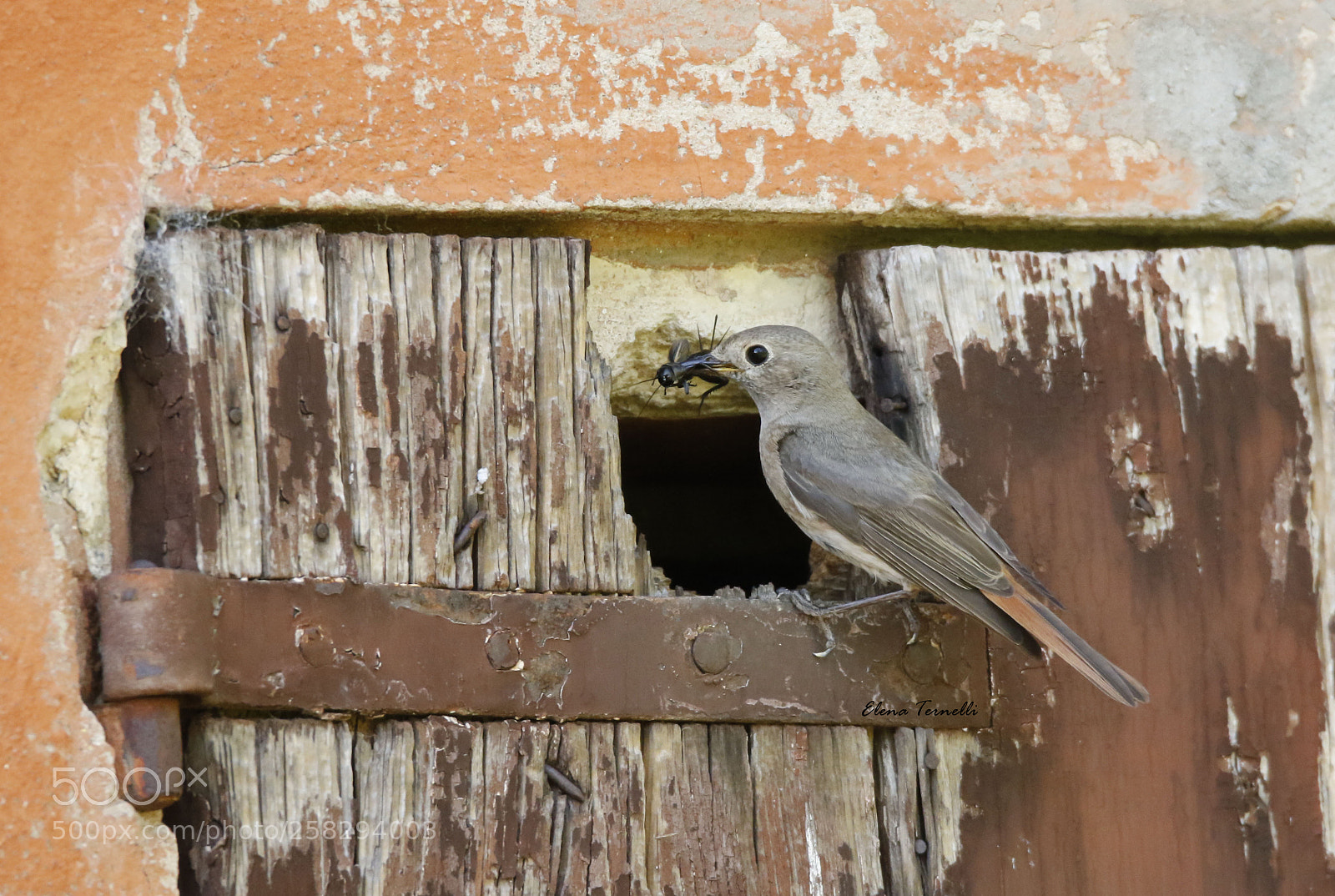 Canon EOS 7D Mark II sample photo. Common redstart female bringing photography