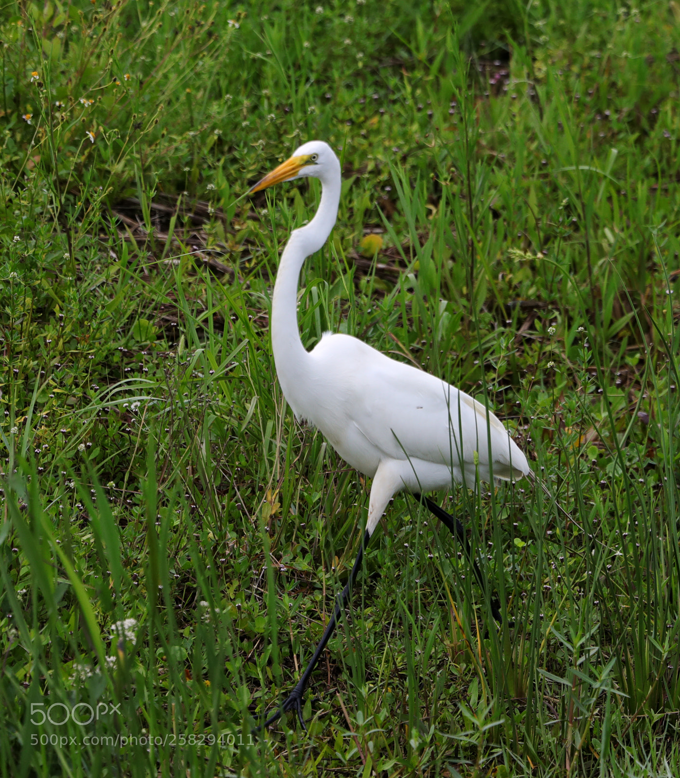 Canon EOS-1D X Mark II sample photo. 05-17-18-0018002.jpg photography