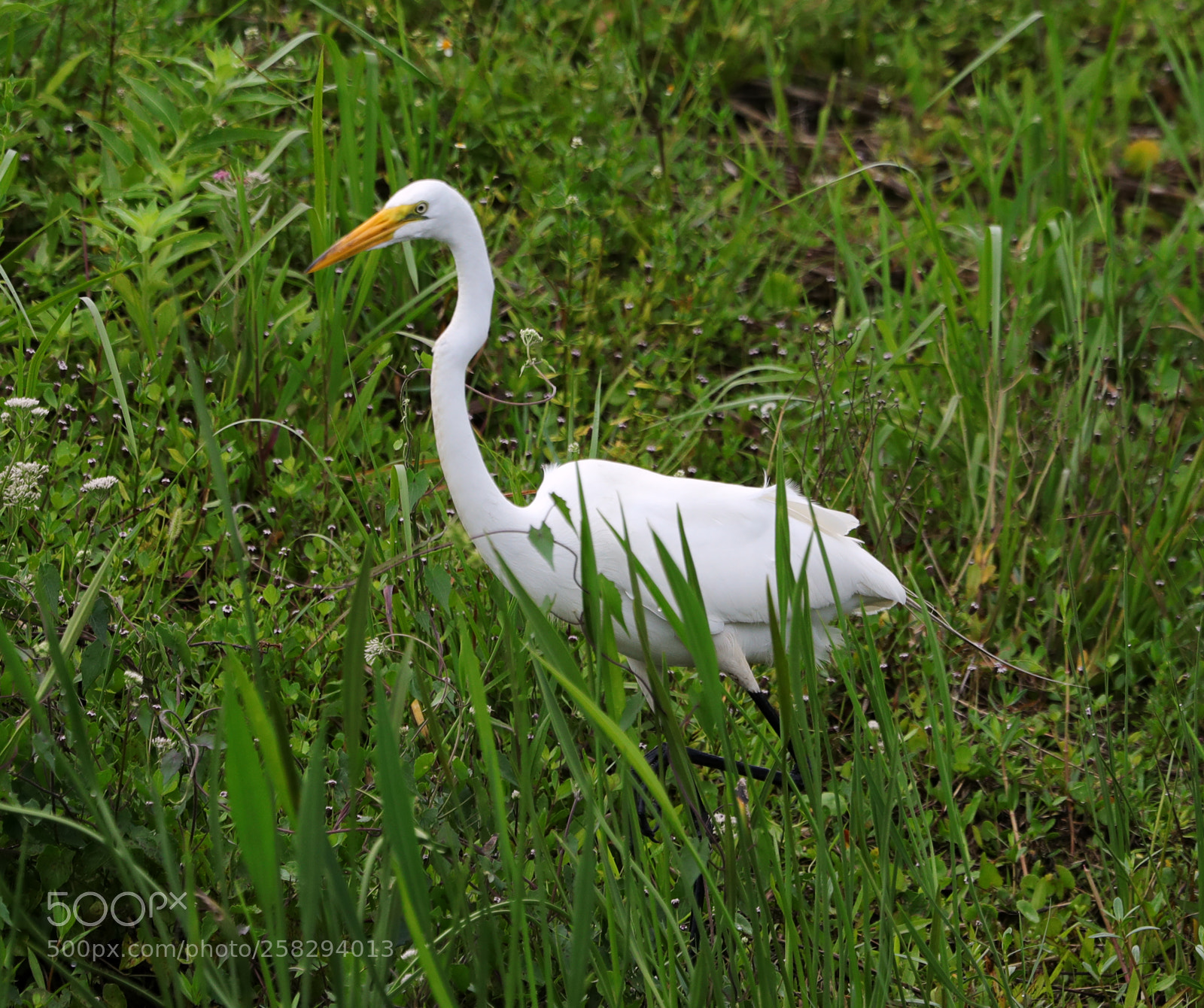 Canon EOS-1D X Mark II sample photo. 05-17-18-0018001.jpg photography