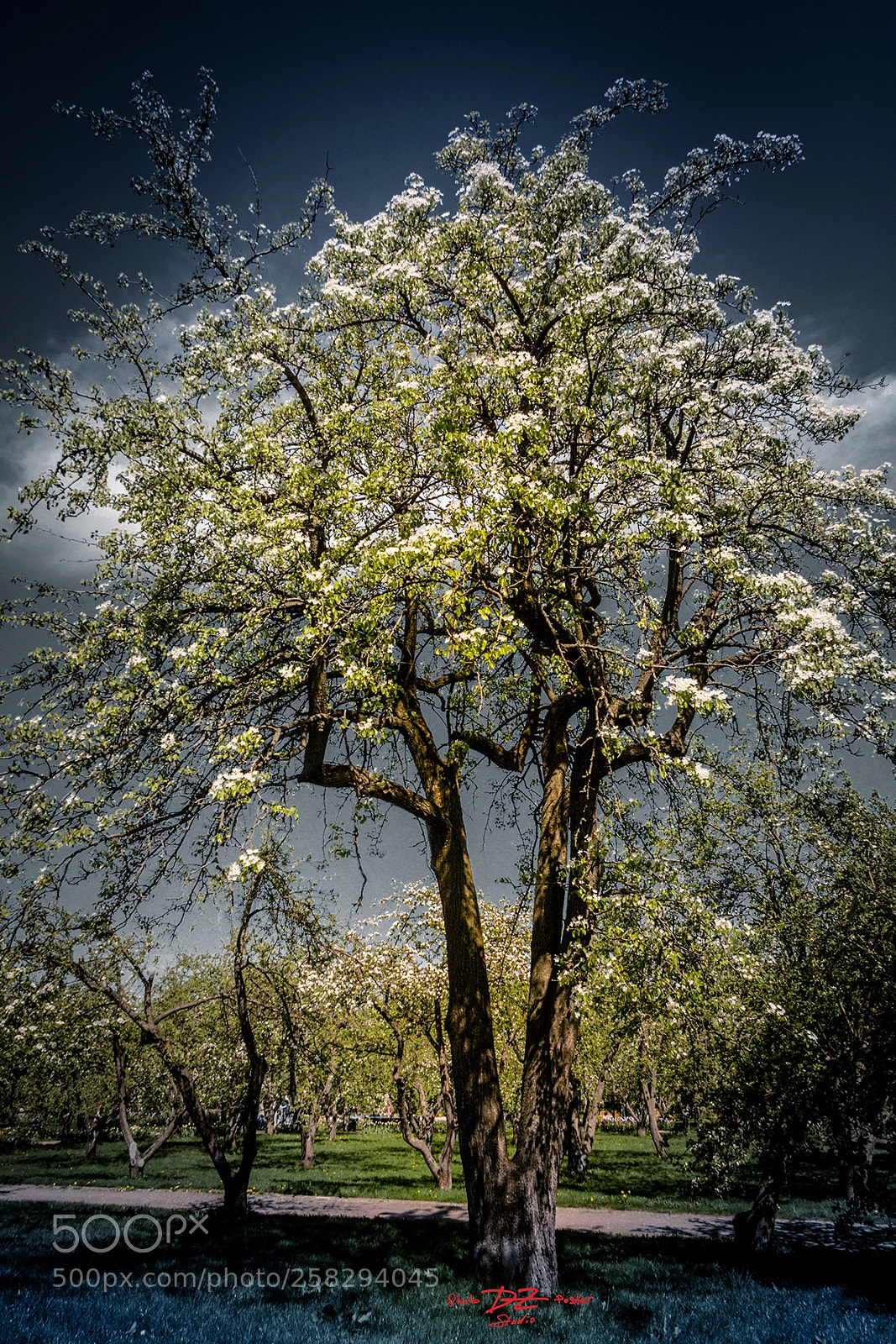 Canon EOS 50D sample photo. Flowering tree photography