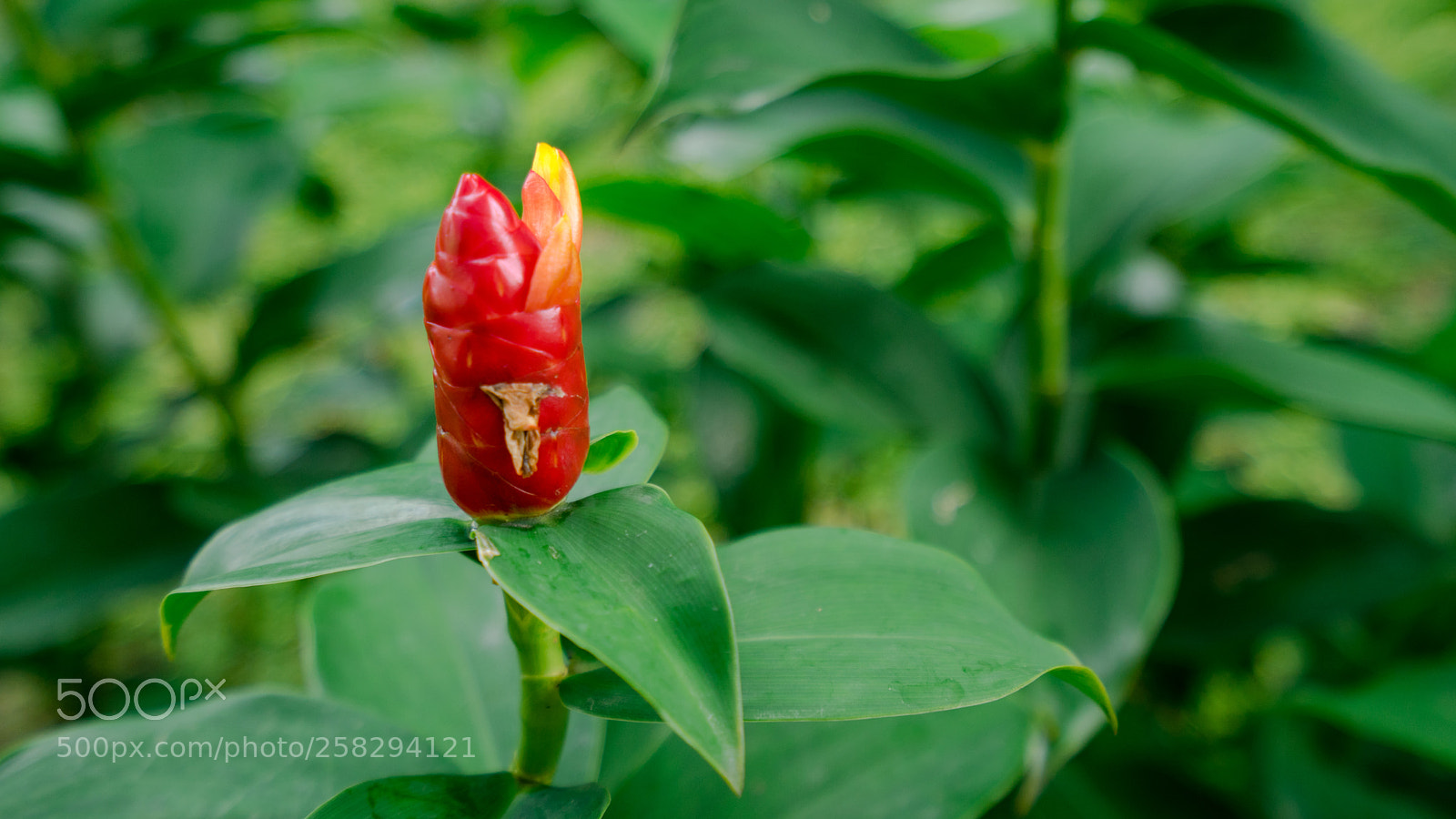 Sony a7 II sample photo. Flower photography