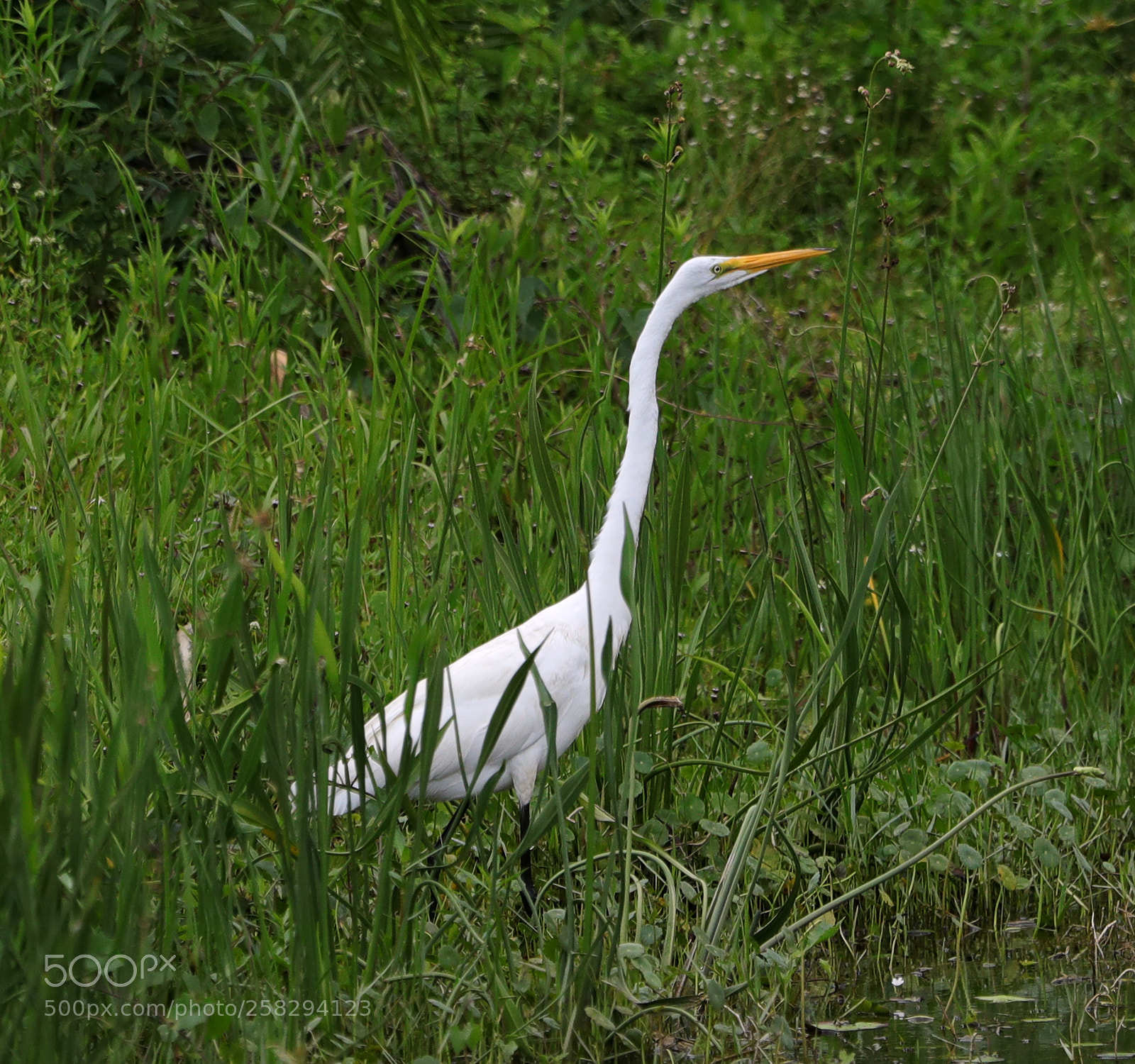 Canon EOS-1D X Mark II sample photo. 05-17-18-0017997.jpg photography