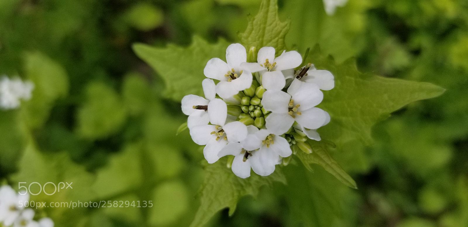Samsung Galaxy S8 sample photo. Weeds in the garden photography