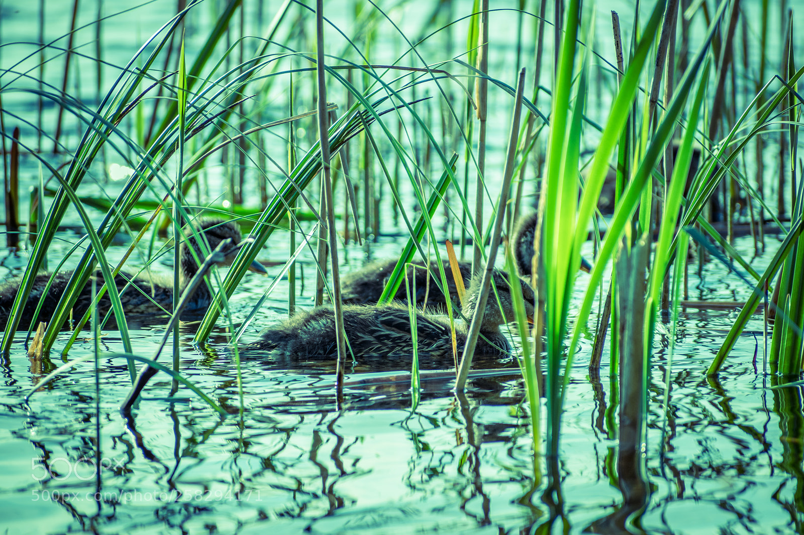 Nikon D3300 sample photo. Hidden in grass photography