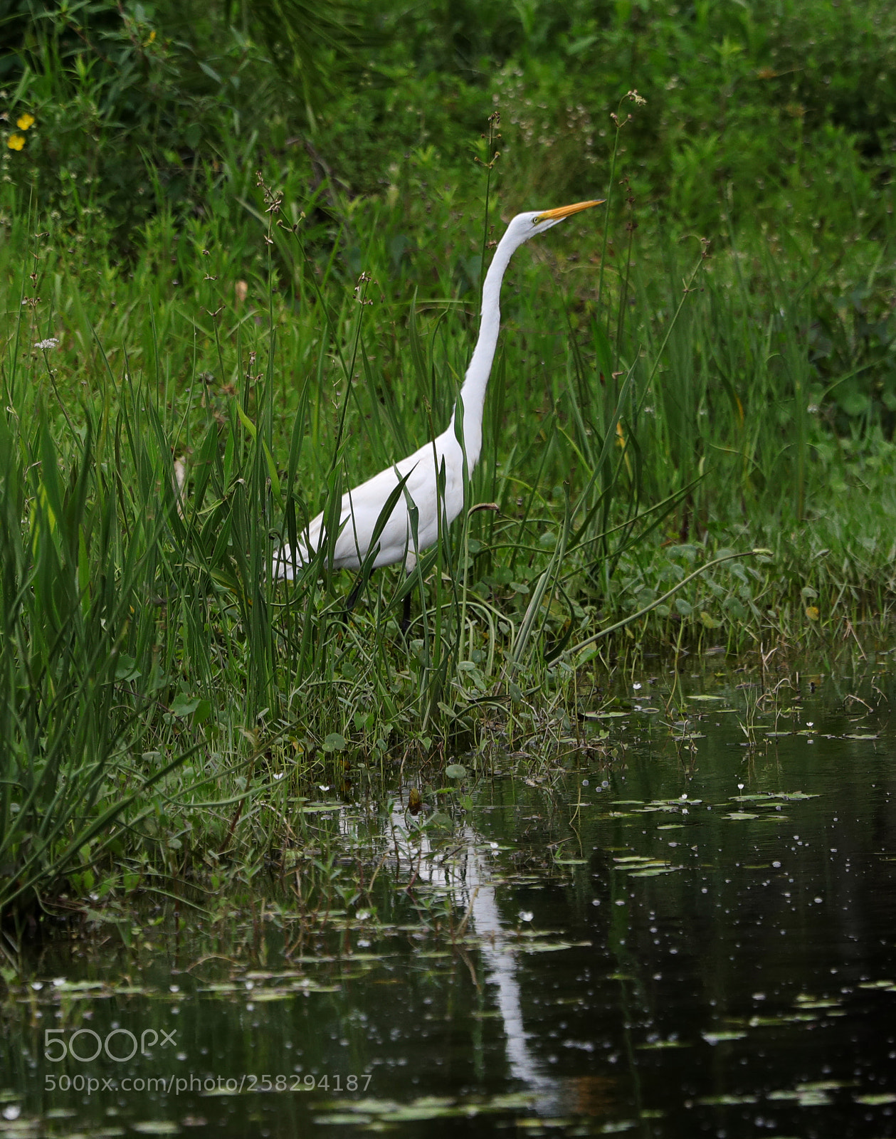 Canon EOS-1D X Mark II sample photo. 05-17-18-0017996.jpg photography
