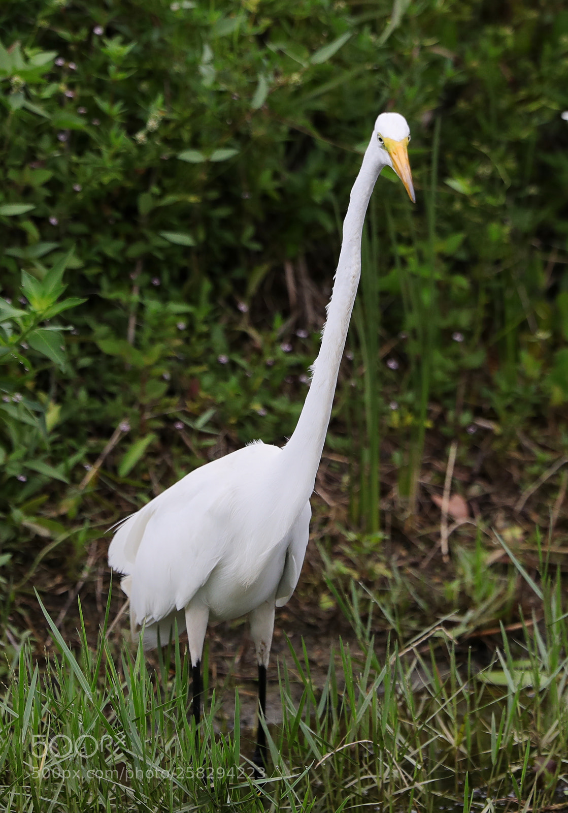 Canon EOS-1D X Mark II sample photo. 05-17-18-0017992.jpg photography