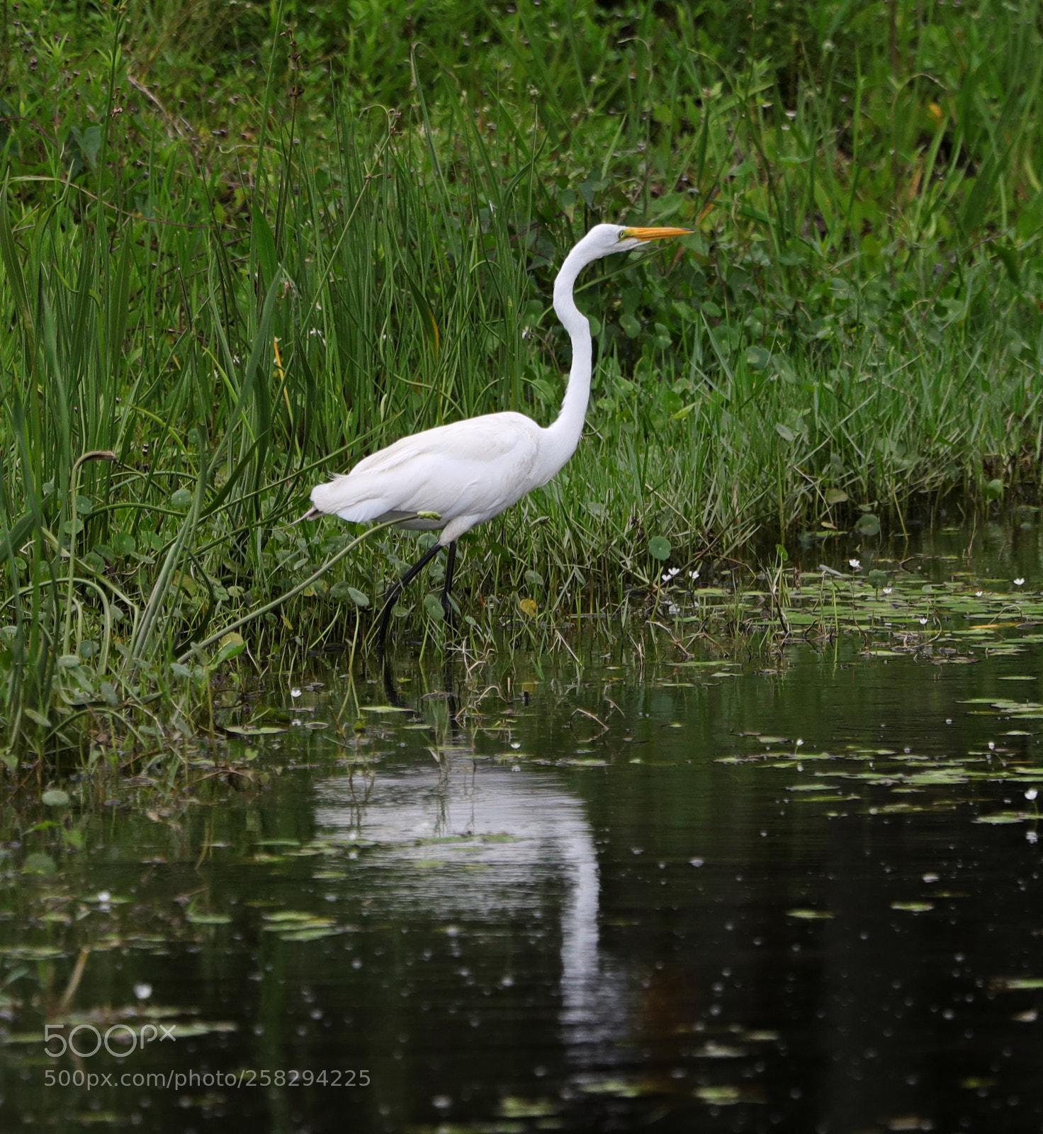 Canon EOS-1D X Mark II sample photo. 05-17-18-0017991.jpg photography