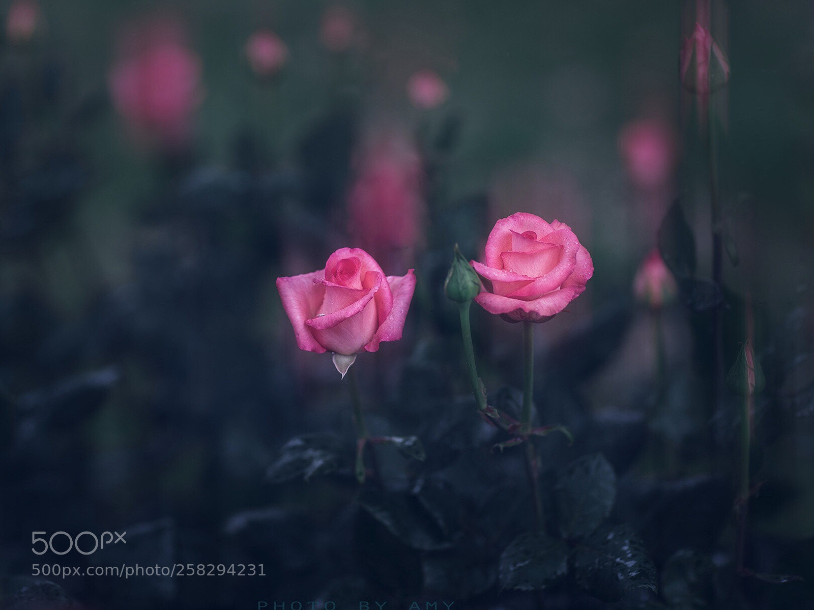 Canon EOS 6D sample photo. Pink rose photography