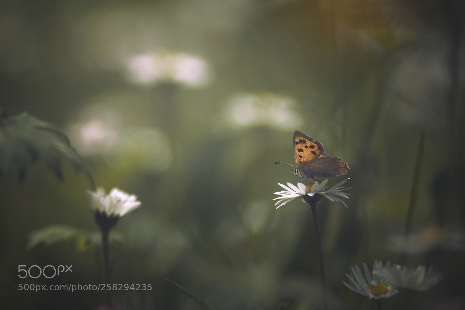 Nikon D7200 sample photo. Common copper butterfly photography