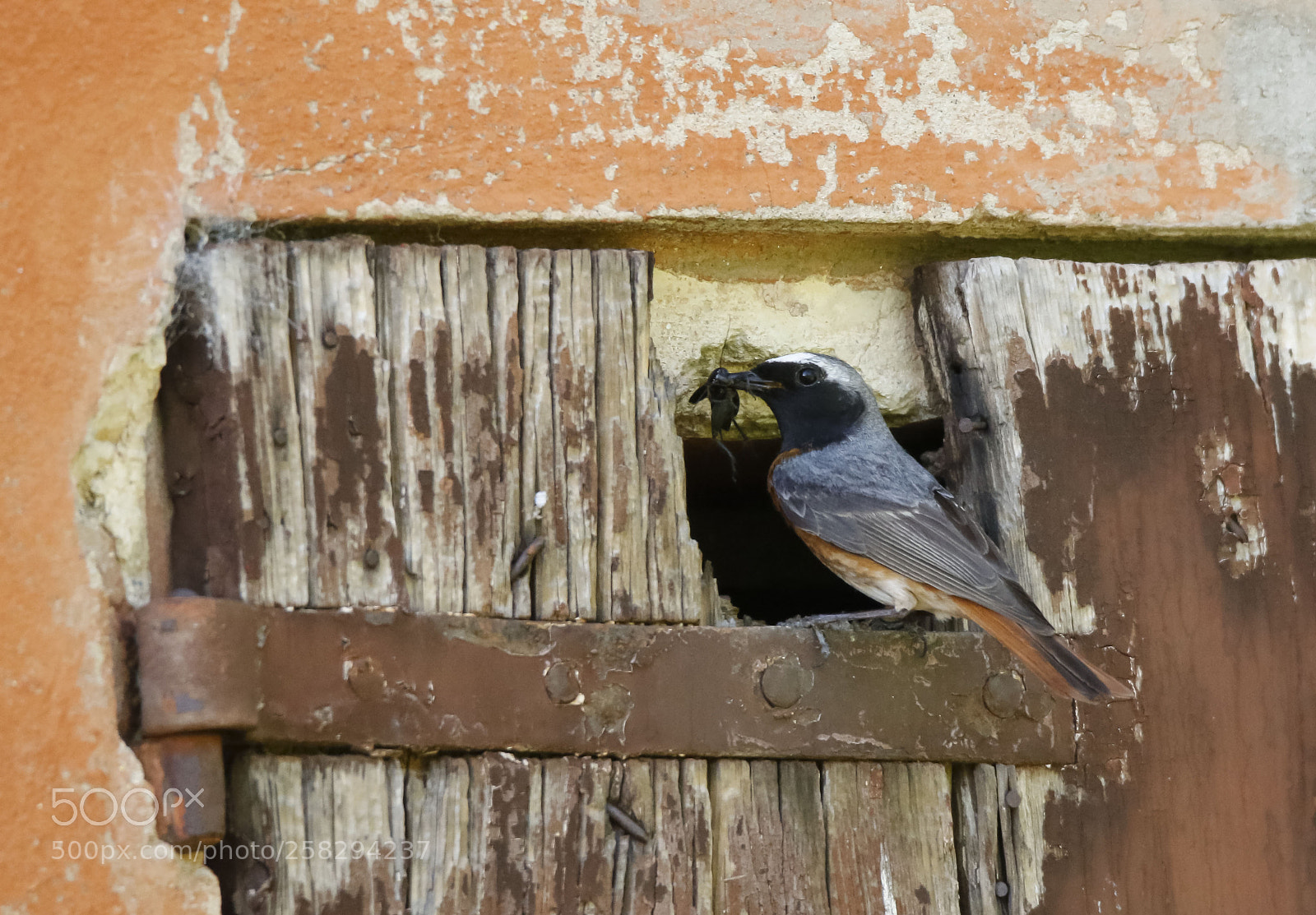 Canon EOS 7D Mark II sample photo. Common redstart male bringing photography