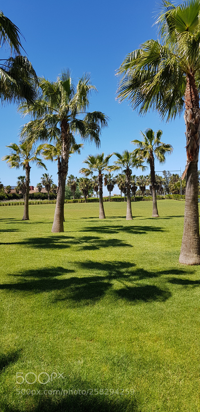 Samsung Galaxy S8+ sample photo. Palm photography