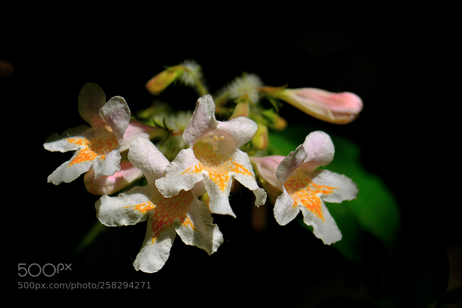 Sony a7R II sample photo. 蝟实花开 photography