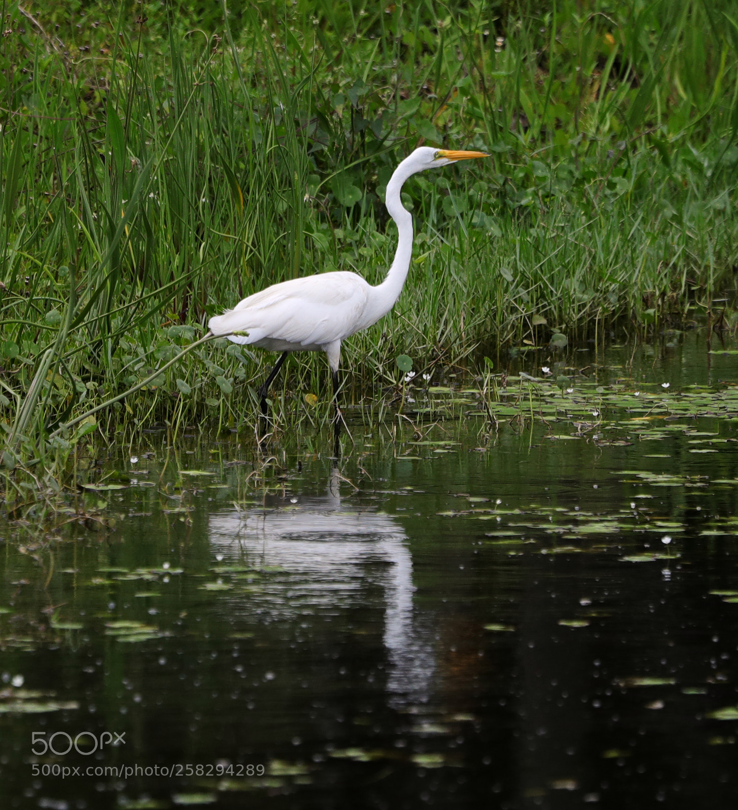 Canon EOS-1D X Mark II sample photo. 05-17-18-0017990.jpg photography