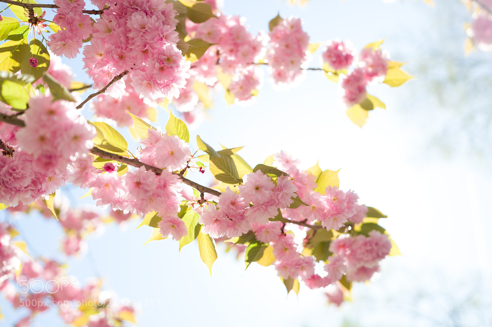 Leica SL (Typ 601) sample photo. Spring has arrived photography
