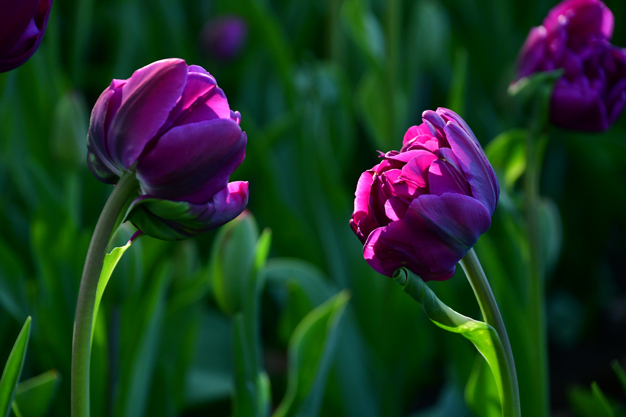 Nikon D7500 sample photo. Private conversation  photography