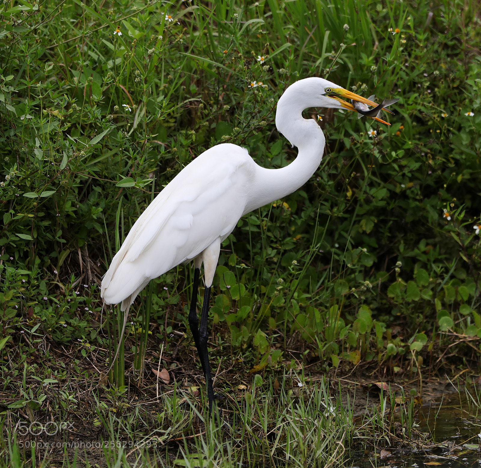 Canon EOS-1D X Mark II sample photo. 05-17-18-0017984.jpg photography