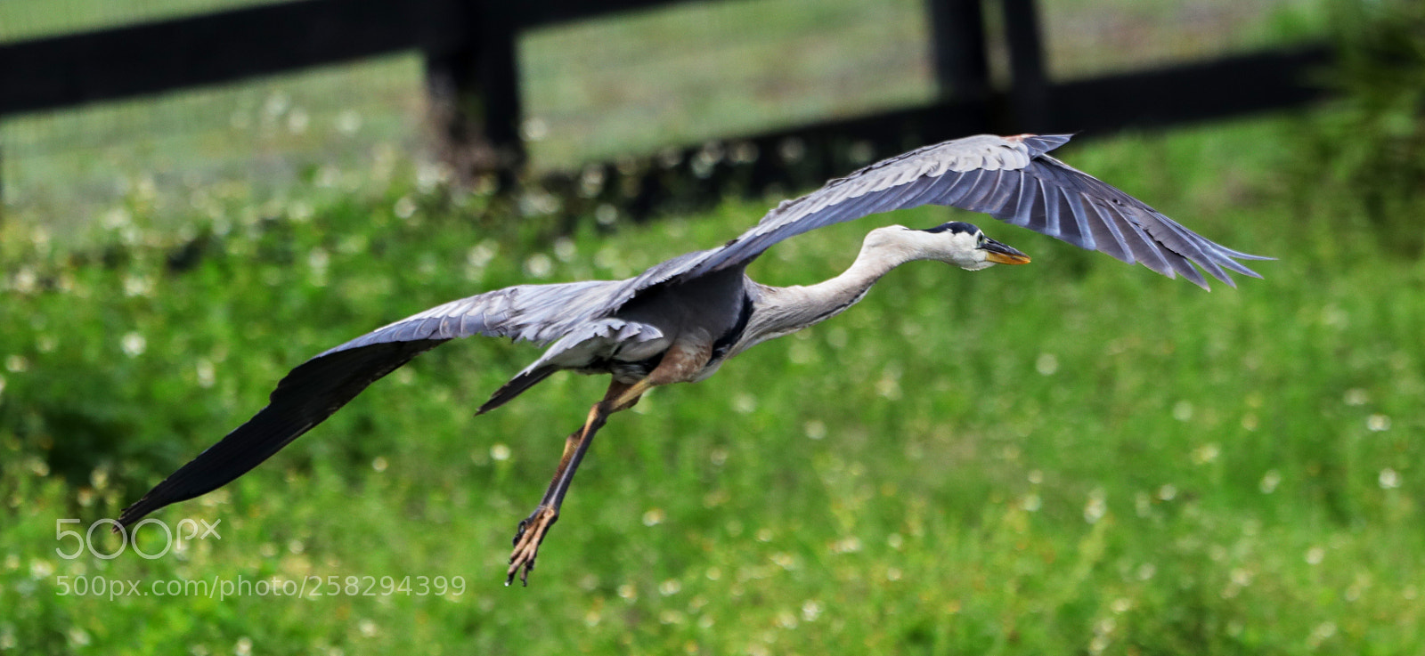 Canon EOS-1D X Mark II sample photo. 05-17-18-0017982.jpg photography