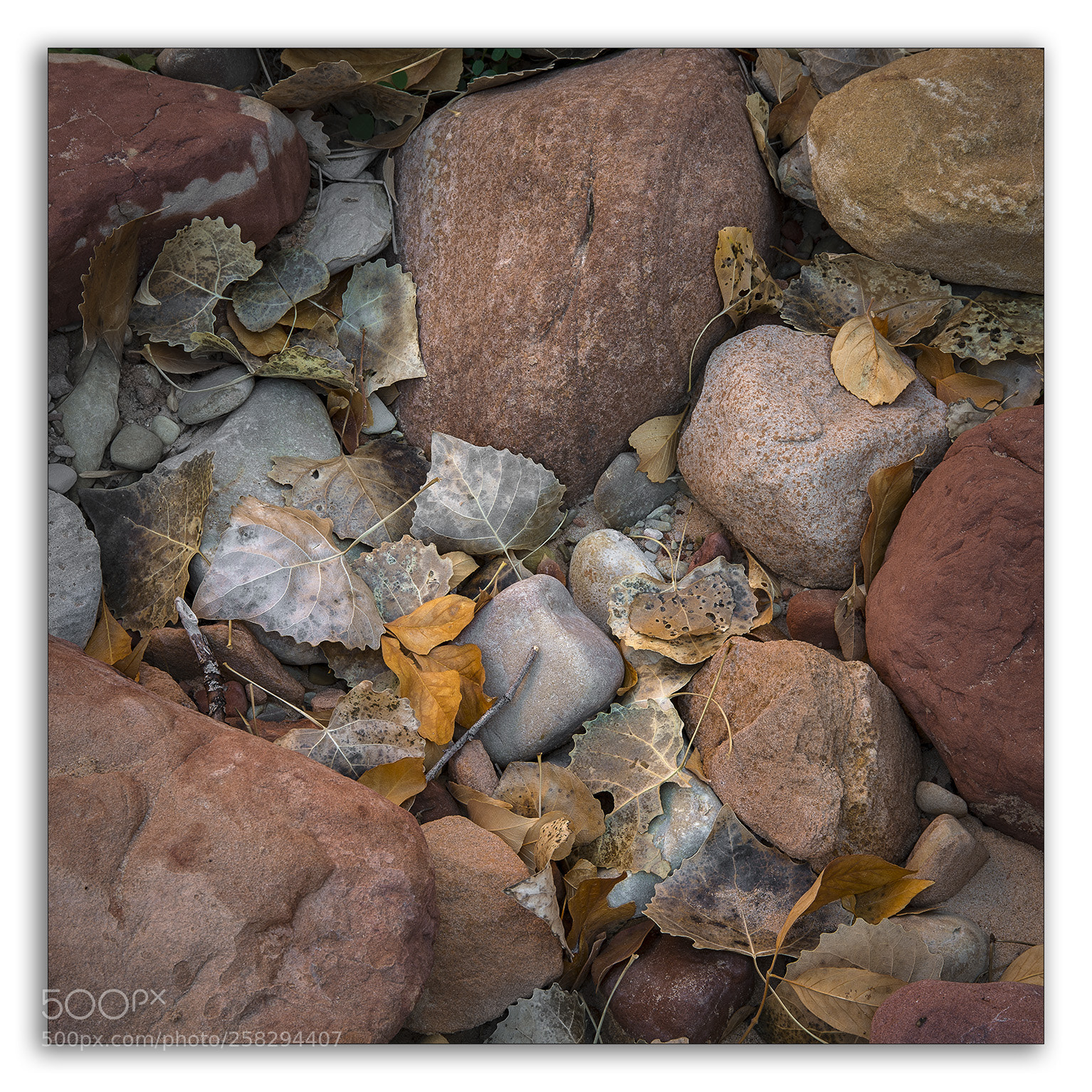 Nikon D800E sample photo. At zion n.p. photography