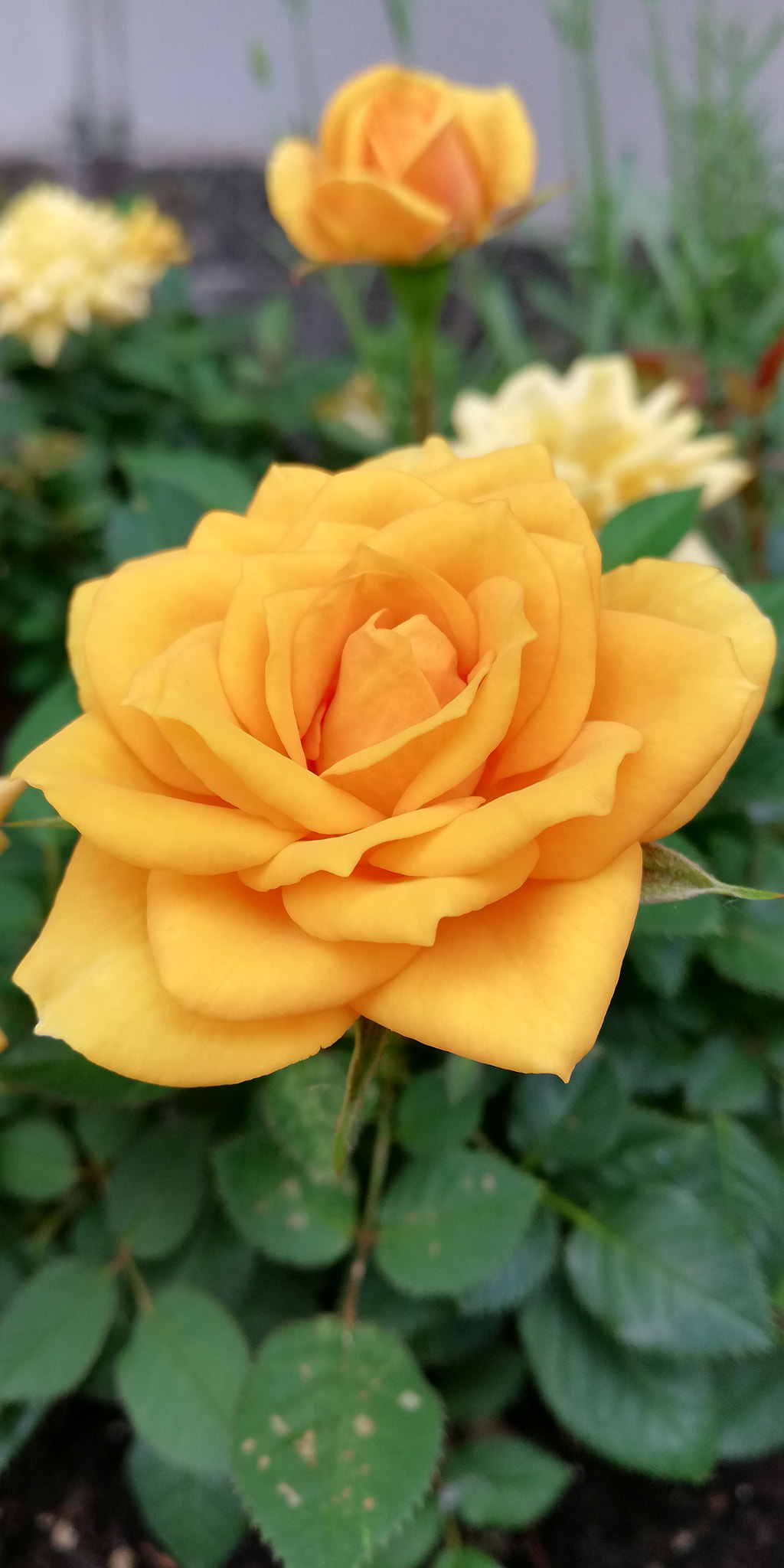 HUAWEI Mate 10 Lite sample photo. Rosa photography