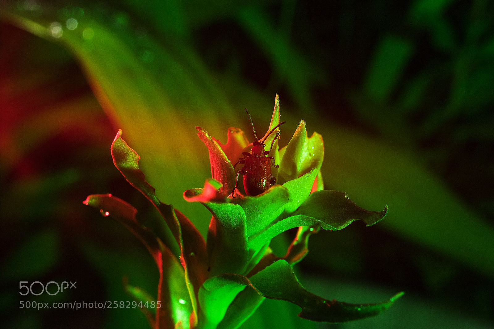 Canon EOS 6D Mark II sample photo. After the rain photography